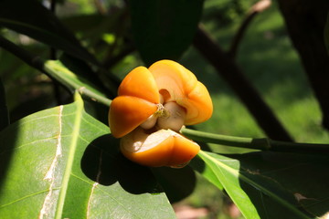Dark yellow color fruit of False lime tree on branch and fruit crack open seed inside, Thailand.
