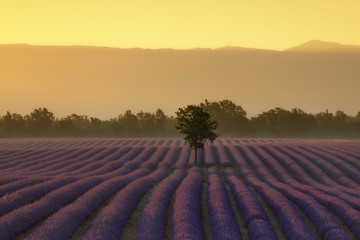 Naklejka na ściany i meble Sunset on the Lavender Field in Valensole