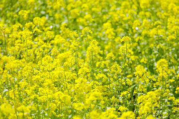 美しい菜の花畑