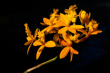 Vibrant orange orchid blooms, Epidendrum Hybrid, isolated against black background. Orchidaceae. 