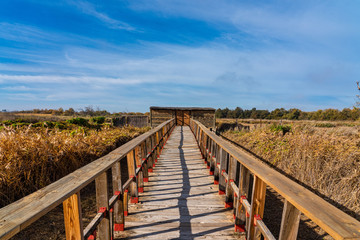 Tablas de Daimiel National Park, Castilla la Mancha, Spain