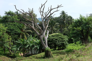 old dry relict tree on the background of a beautiful landscape