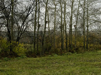 Birdhouses on trees