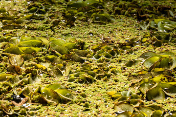 Salvinia Cucullata or Asian Watermoss. Aquatic fern green background. Macro photography.