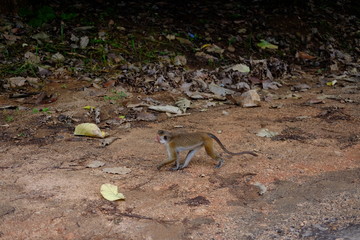 Little macaque in the woods. Monkeys in the wild