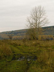 Obraz premium Autumn in Siberia
