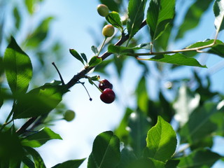 Cherry Berries