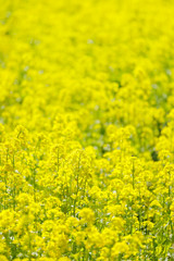美しい菜の花