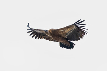Griffon vulture, Gyps fulvus in Monfrague National Park. Extremadura, Spain