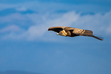 Griffon vulture, Gyps fulvus in Monfrague National Park. Extremadura, Spain