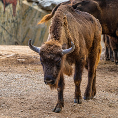 European bison, Bison bonasus in Jerez de la Frontera, Andalusia, Spain