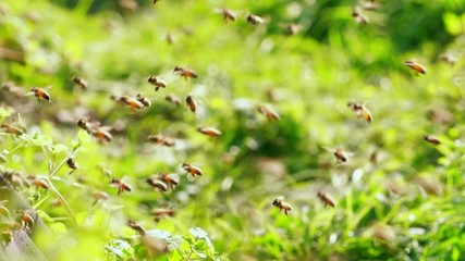 Slow motion of swarm of honey bee flying around beehive in the spring sunshine 4k 60 fps insect in the nature footage