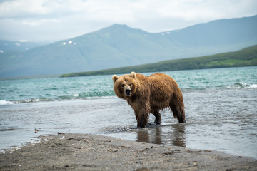 Ruling the landscape, brown bears of Kamchatka (Ursus arctos beringianus)