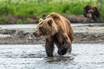 Ruling the landscape, brown bears of Kamchatka (Ursus arctos beringianus)