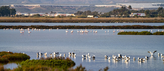 Las Salinas in Cabo de Gata Almeria. Flamingos lake in Spain