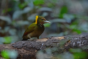 Greater yellownape (Chrysophlegma flavinucha), perched on a tree log
