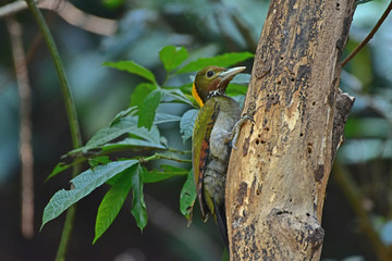 Greater yellownape (Chrysophlegma flavinucha), perched on a tree log