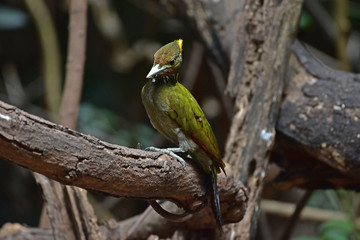 Greater yellownape (Chrysophlegma flavinucha), perched on a tree log