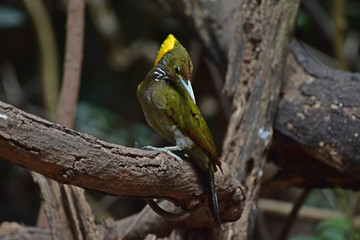 Greater yellownape (Chrysophlegma flavinucha), perched on a tree log