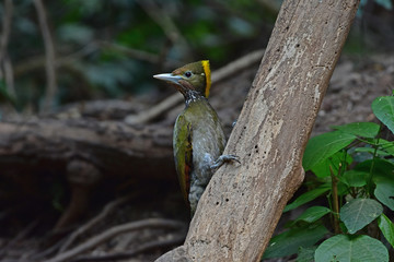 Greater yellownape (Chrysophlegma flavinucha), perched on a tree log