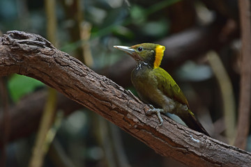 Greater yellownape (Chrysophlegma flavinucha), perched on a tree log