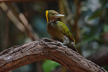Greater yellownape (Chrysophlegma flavinucha), perched on a tree log