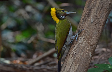 Greater yellownape (Chrysophlegma flavinucha), perched on a tree log