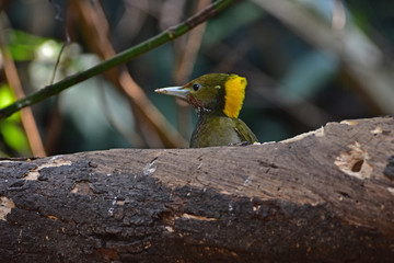 Greater yellownape (Chrysophlegma flavinucha), perched on a tree log