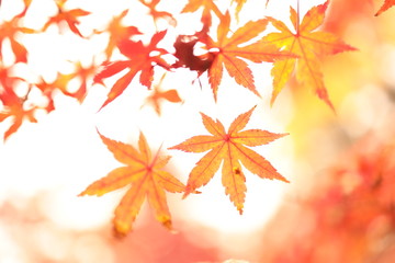 紅葉