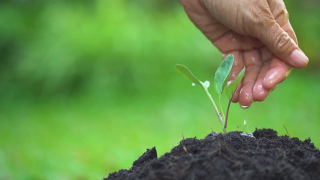 Farmer's hand watering a young plant. Seedling are growing in the soil with sunlight.Use a watering hand. Young tree Tree Planting Tree care Watering a tree in nature.