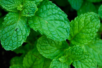Green Peppermint Growing