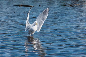 A bathing  seagull spreading  its wings and splashing water around.    Vancouver BC Canada