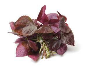 Perilla (Shiso) Leaf on white background