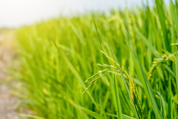 Green rice in rice fields is waiting to be harvested in Thailand.