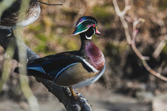 A picture of a male wood duck perching on the branch.   Vancouver  BC  Canada