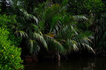 trees in the garden