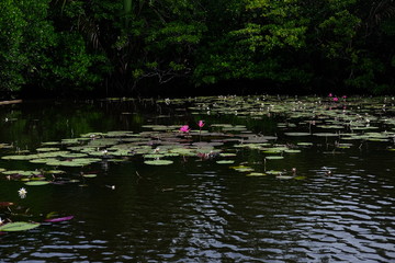 Fototapeta na wymiar pink water lilies in the pond