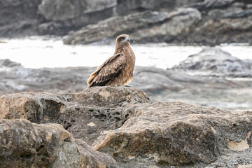 仁右衛門島にいた鳶　千葉県鴨川市　日本