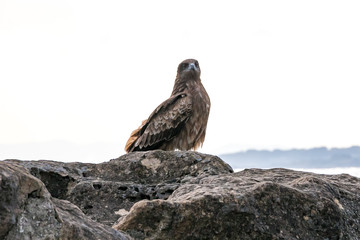 仁右衛門島にいた鳶　千葉県鴨川市　日本