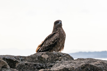 仁右衛門島にいた鳶　千葉県鴨川市　日本