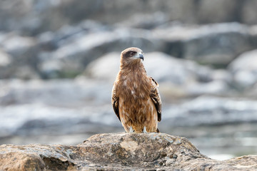 仁右衛門島にいた鳶　千葉県鴨川市　日本