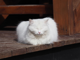 portrait of white long-haired cat on wooden building background