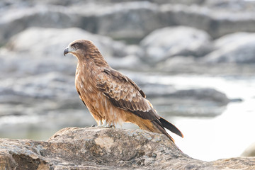 仁右衛門島にいた鳶　千葉県鴨川市　日本