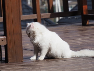portrait of white long-haired cat on wooden building background