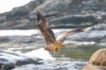 仁右衛門島にいた鳶　千葉県鴨川市　日本