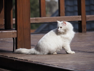 portrait of white long-haired cat on wooden building background