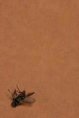 Brown background with a dead fly and free space