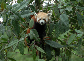 A red panda playing on the tree at Himalayan Zoological Park in Gangtok, Sikkim (India). Red panda is the state animal of Sikkim and is the most endangered species in the world. 