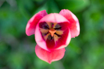 Fototapeta premium Pink tulip flower in the garden.