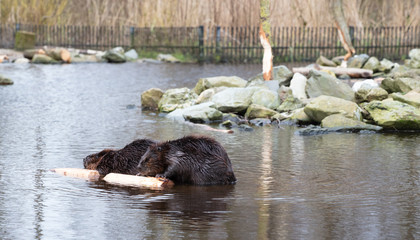 Portrait of a big beavers © michaklootwijk